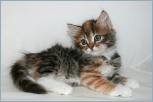 Female Siberian Kitten from Deedlebug Siberians